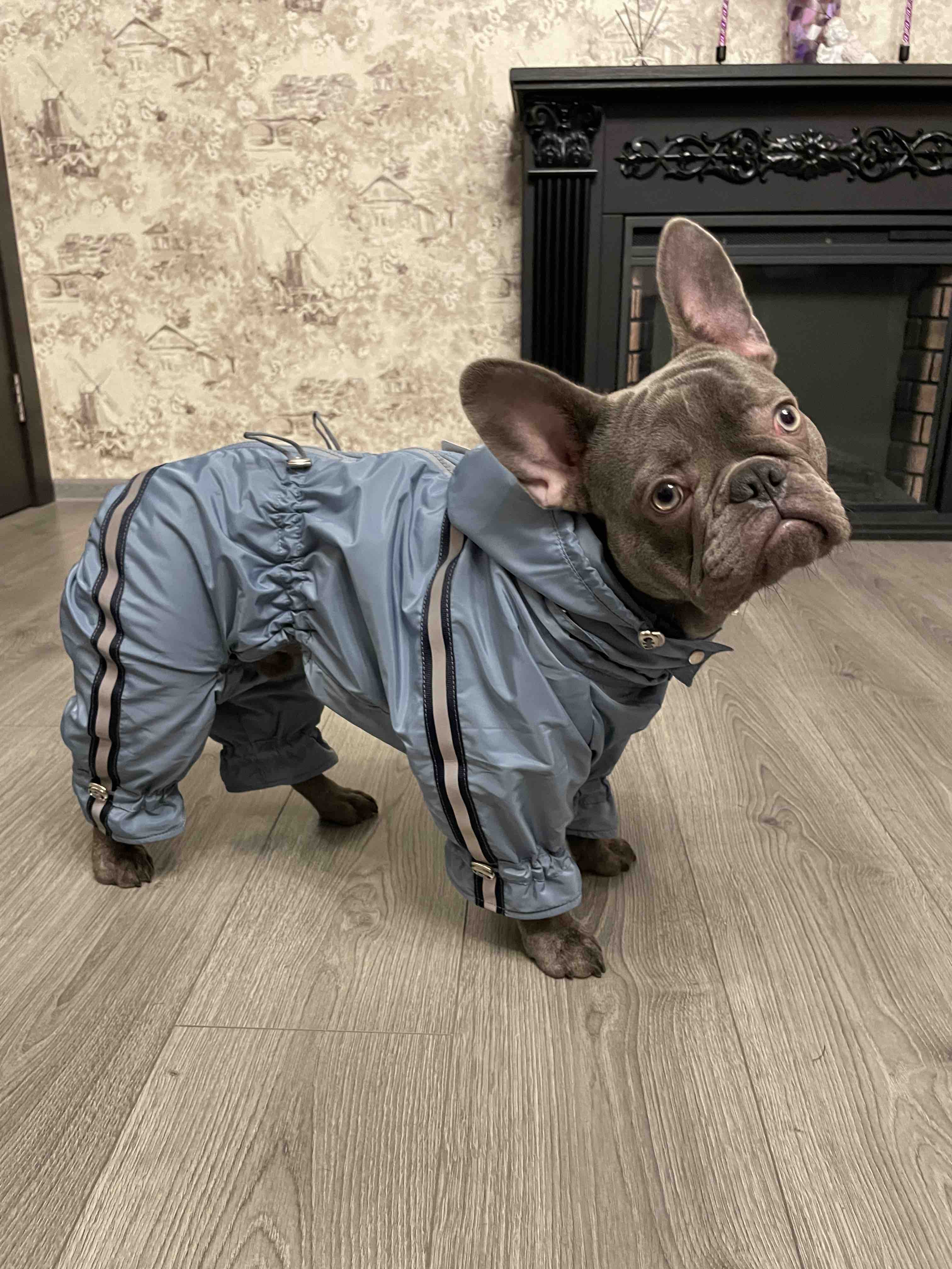 В Москве прошел костюмированный парад французских бульдогов