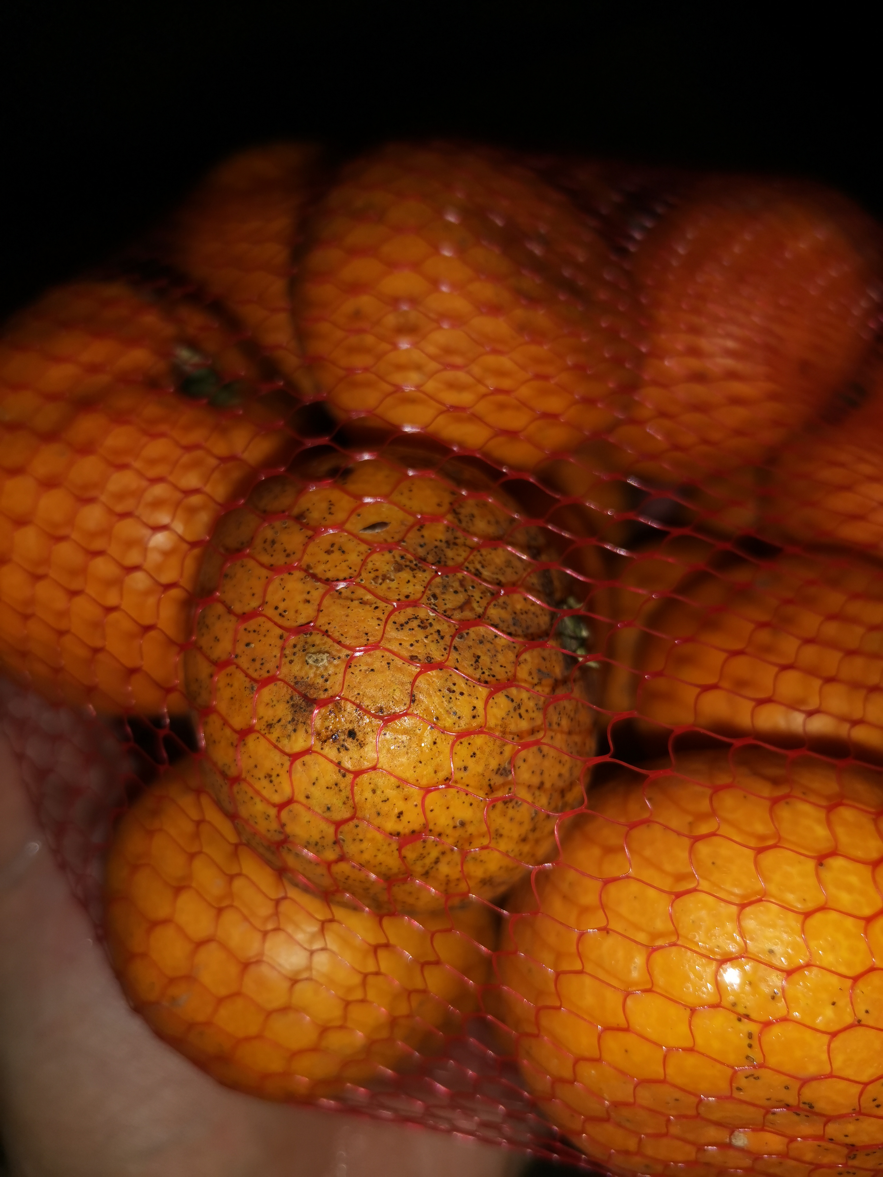 Сорт груши золотоворотская. Макрофилла цитрус. Груша бессемянка. Груша обыкновенная ларинское. Трифолиата подвой.