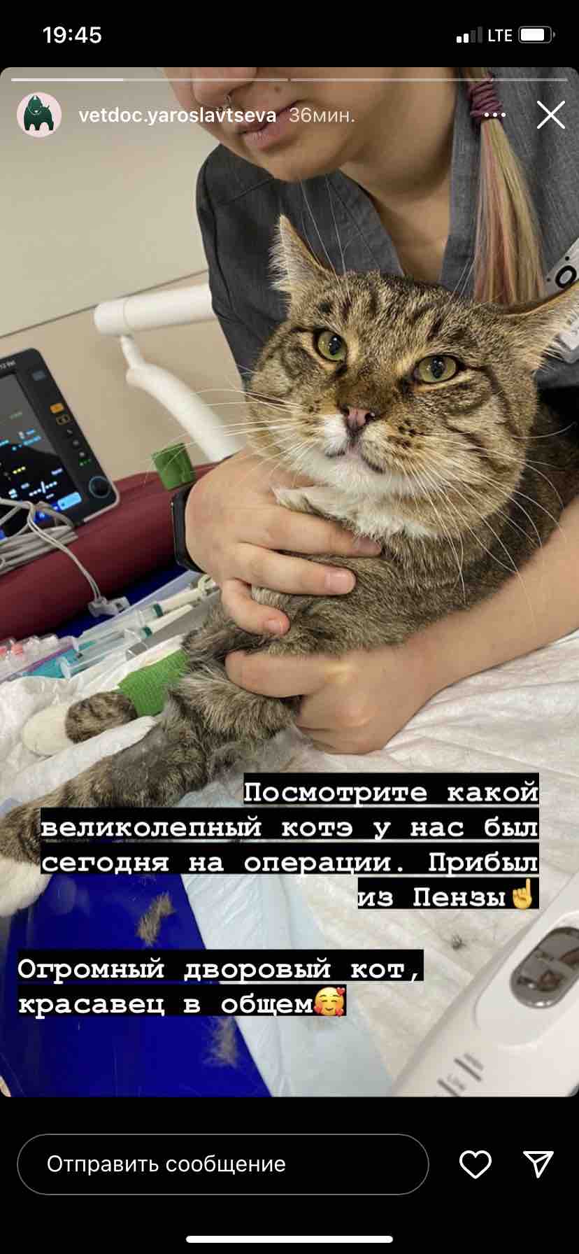 Стомадин гель для кошек