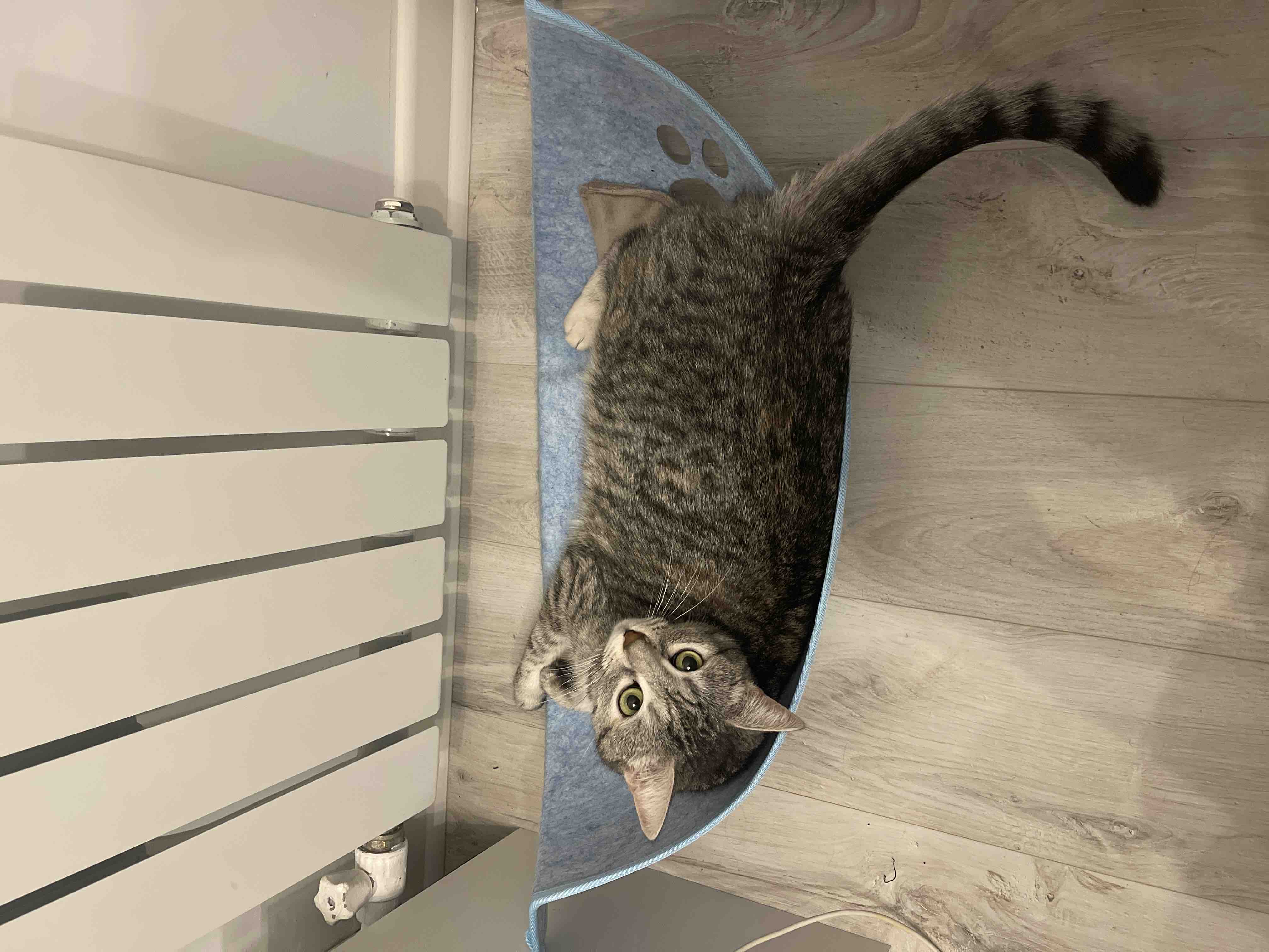 Купить гамак-лежанка Solmax на окно на присосках для кошек, цены на  Мегамаркет | Артикул: 600008824594